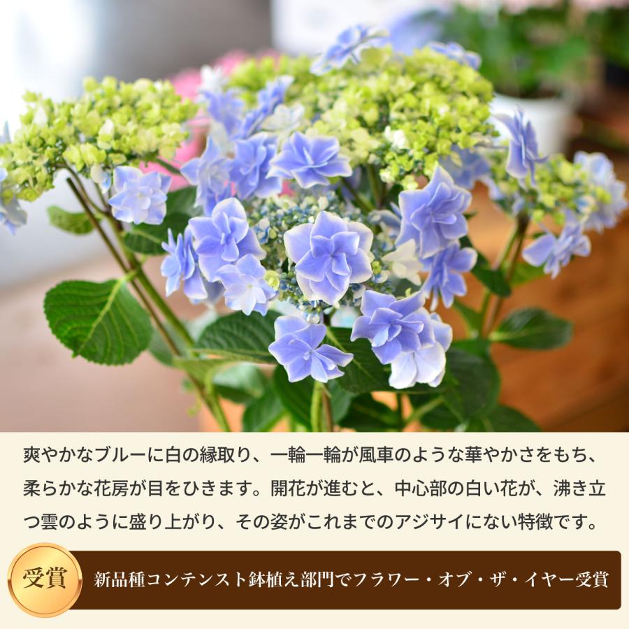 母の日 まだ間に合う 2026 花 ギフト あじさい 鉢植え 5号 銀河 産地直送 2026母の日 プレゼント 60代 70代 80代 義母 祖母 ははの日 アジサイ 紫陽花 | エーデルワイス花の贈り物 | 02