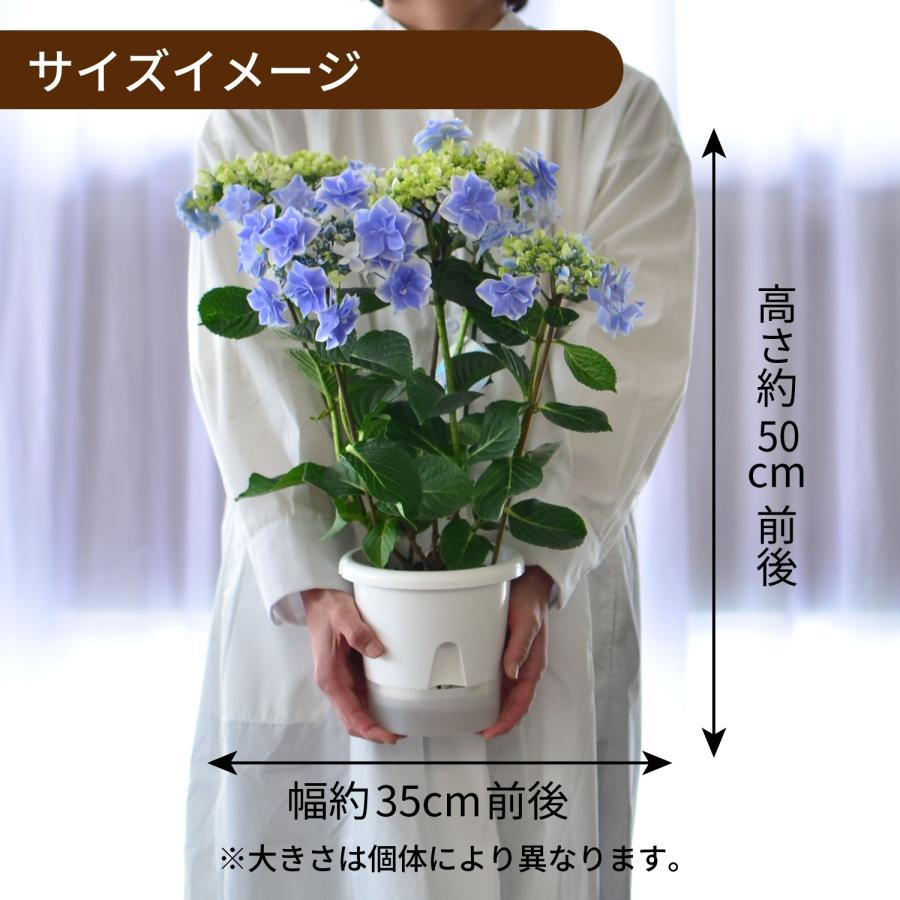 母の日 まだ間に合う 2026 花 ギフト あじさい 鉢植え 5号 銀河 産地直送 2026母の日 プレゼント 60代 70代 80代 義母 祖母 ははの日 アジサイ 紫陽花 | エーデルワイス花の贈り物 | 03