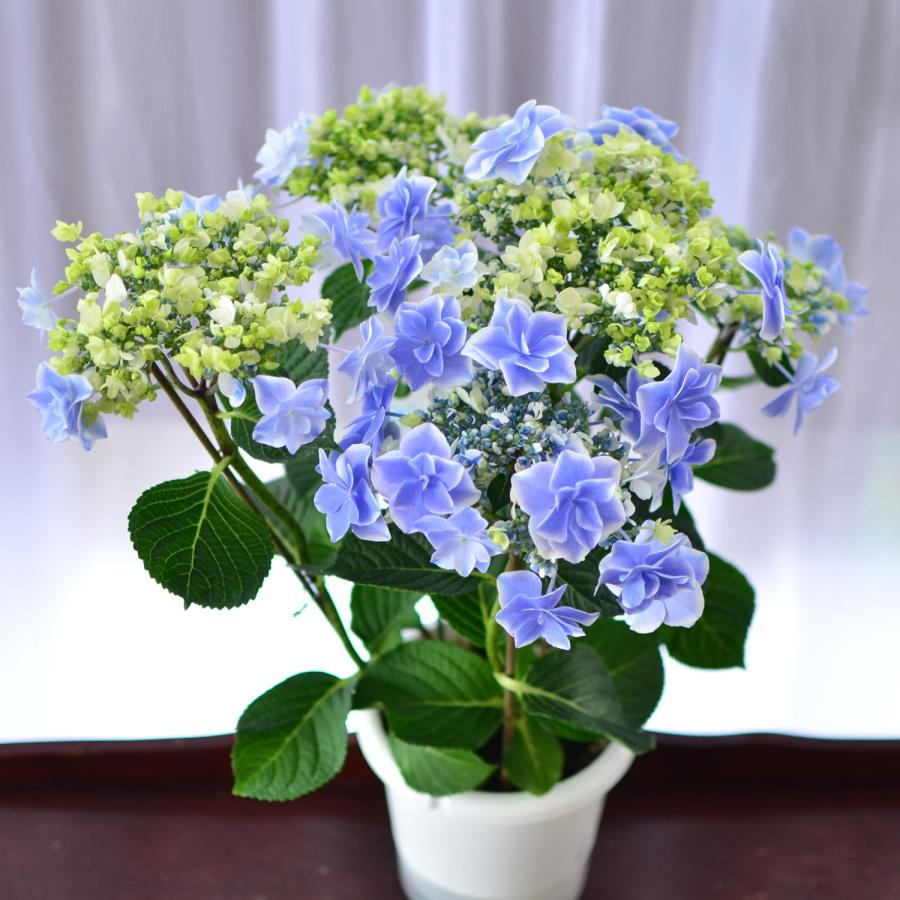 母の日 まだ間に合う 2026 花 ギフト あじさい 鉢植え 5号 銀河 産地直送 2026母の日 プレゼント 60代 70代 80代 義母 祖母 ははの日 アジサイ 紫陽花 | エーデルワイス花の贈り物 | 06
