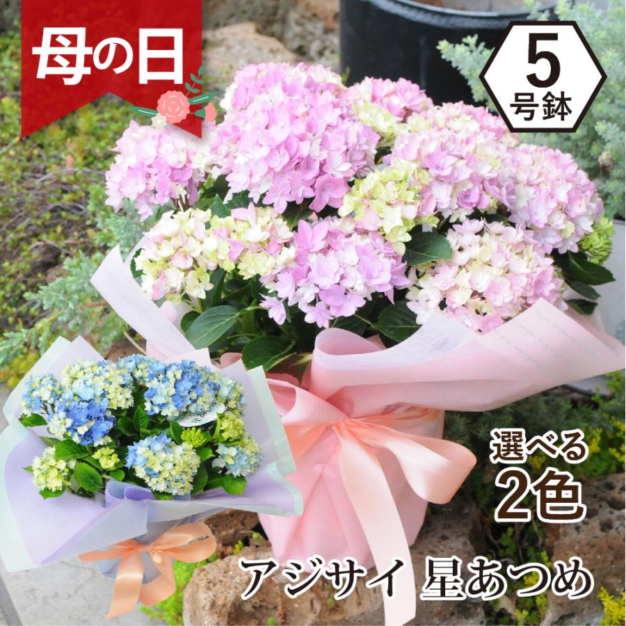 花鉢 ギフト アジサイ お祝い 鉢植え 花 誕生日 鉢植え 紫陽花 星あつめ 紫陽花 鉢植え プレゼント 花鉢 あじさい 鉢植え アジサイ 星あつめ ブルー 5号 Hc Hosiatume 花束ギフト花工房 誕生日翌日配達 通販 Yahoo ショッピング