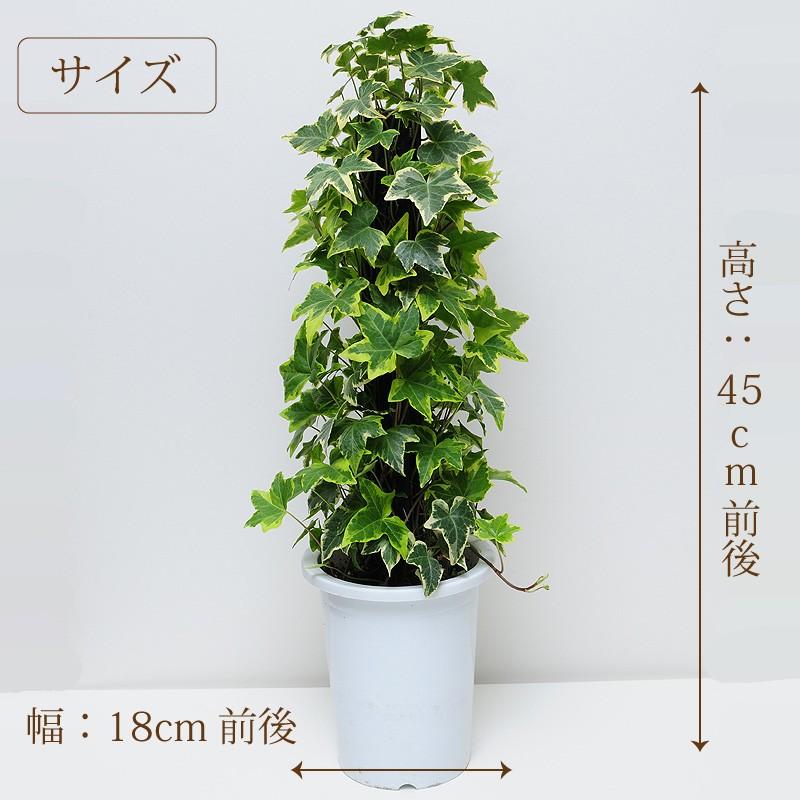 アイビー ヘデラ へゴ仕立て 6号鉢 観葉植物 フラワーギフト おしゃれ インテリア 室内 Hc Ivy 花束ギフト花工房 誕生日翌日配達 通販 Yahoo ショッピング