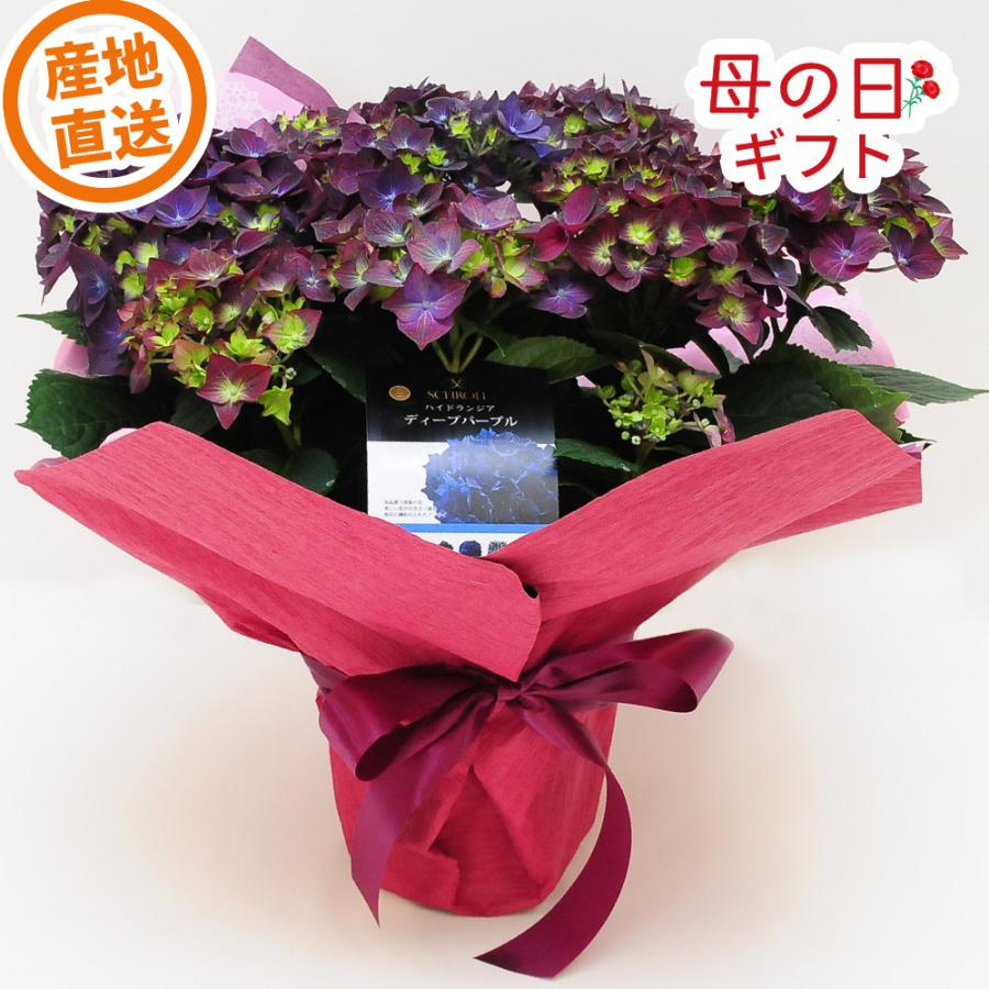 エーデルワイス花の贈り物 母の日 遅れてごめんね 2026 花 ギフト