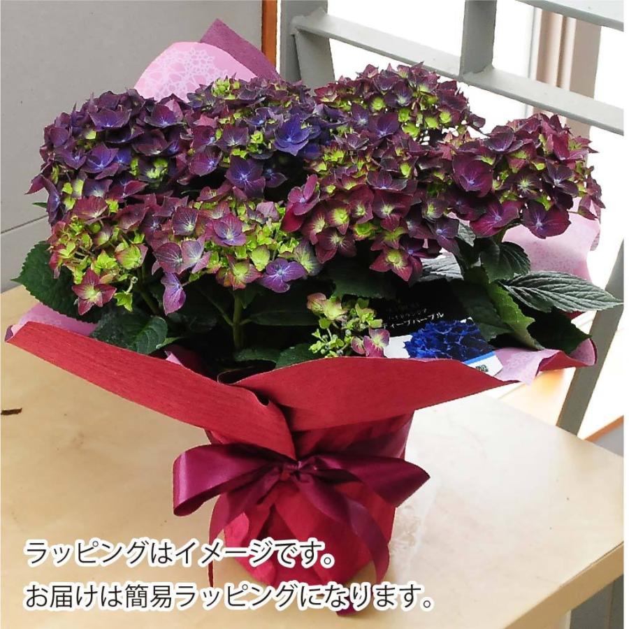 8福岡ブランド紫陽花　レトロパープル　6号鉢　超希少⭐︎入手困難⭐︎ 1アジサイ6号鉢 入手困難 レトロパープル - メルカリ