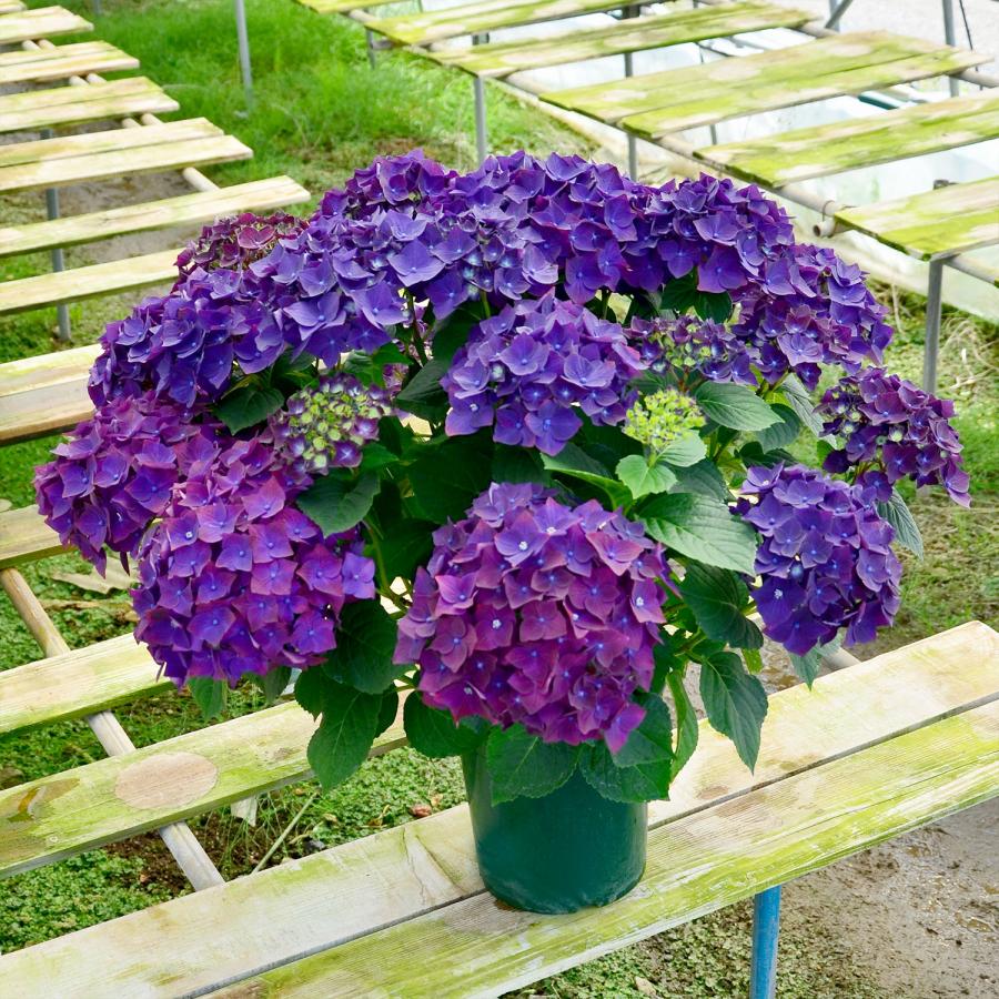 エーデルワイス花の贈り物 母の日 遅れてごめんね 2026 花 ギフト