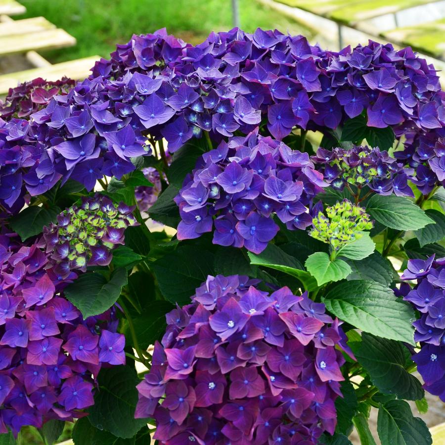 エーデルワイス花の贈り物 母の日 遅れてごめんね 2026 花 ギフト