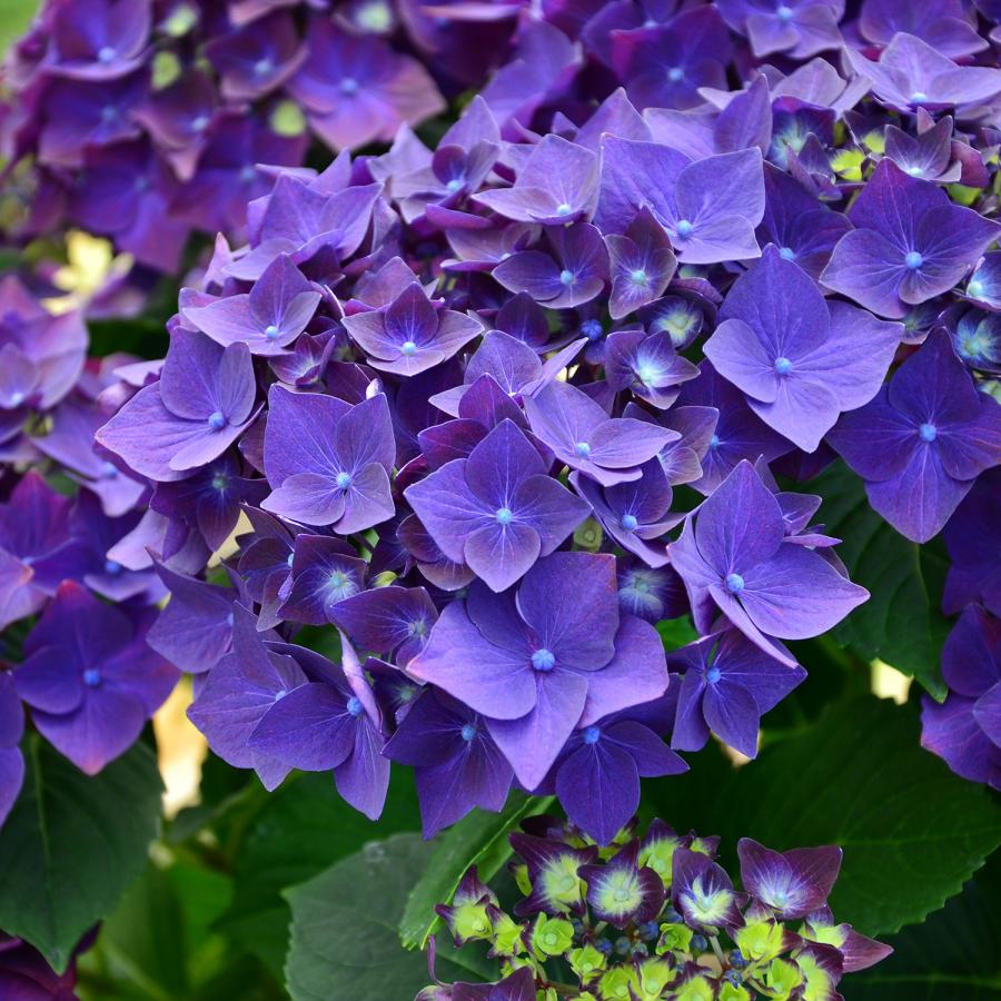 エーデルワイス花の贈り物 母の日 遅れてごめんね 2026 花 ギフト