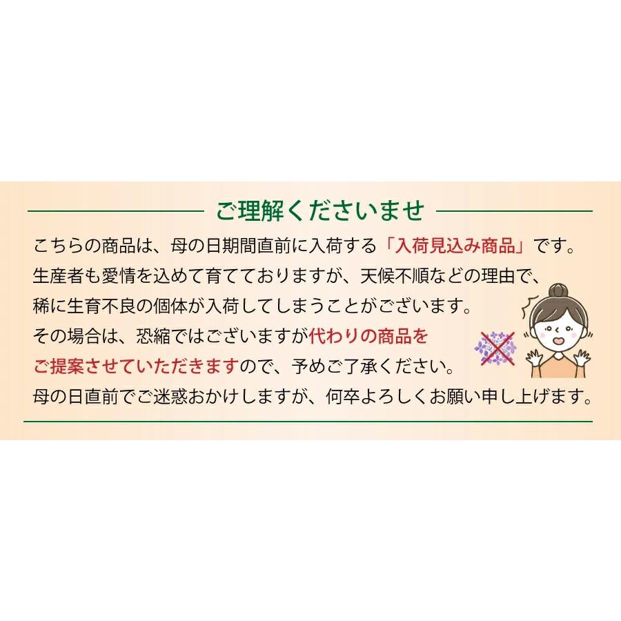 遅れてごめんね 母の日 花 ギフト  ひな祭り あじさい 紫陽花 鉢植え アジサイ ひなまつり 5号鉢｜flower｜04