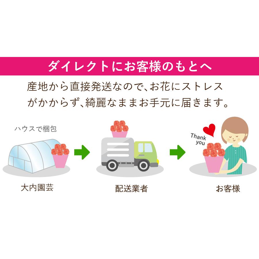 遅れてごめんね 母の日 鉢植え プレゼント 鉢花 フラワーギフト 日時指定可能 エーデルワイス 産地直送 おまかせカーネーション6号鉢 赤/ピンク｜flower｜04