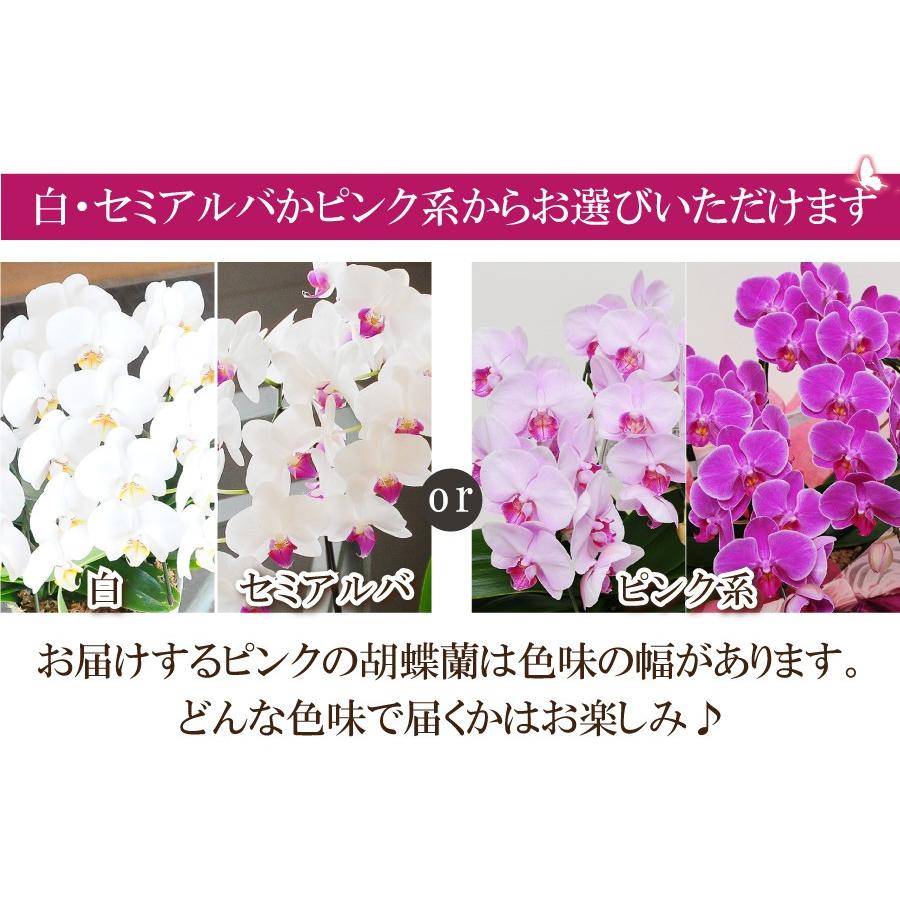 白 セミアルバかピンク系が選べる お値打ち価格のミディー胡蝶蘭 3本立ち ミディ胡蝶蘭 3本立 Hc Midi3pk 花束ギフト花工房 誕生日翌日配達 通販 Yahoo ショッピング