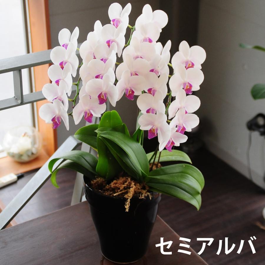 白 セミアルバかピンク系が選べる お値打ち価格のミディー胡蝶蘭 3本立ち ミディ胡蝶蘭 3本立 Hc Midi3pk 花束ギフト花工房 誕生日翌日配達 通販 Yahoo ショッピング