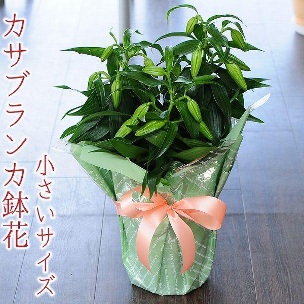 最安値に挑戦 カサブランカ 鉢植えの花 プレゼント お中元ギフト 送料無料 誕生日プレゼント 百合の花 ユリ ゆり 6号鉢 3本立