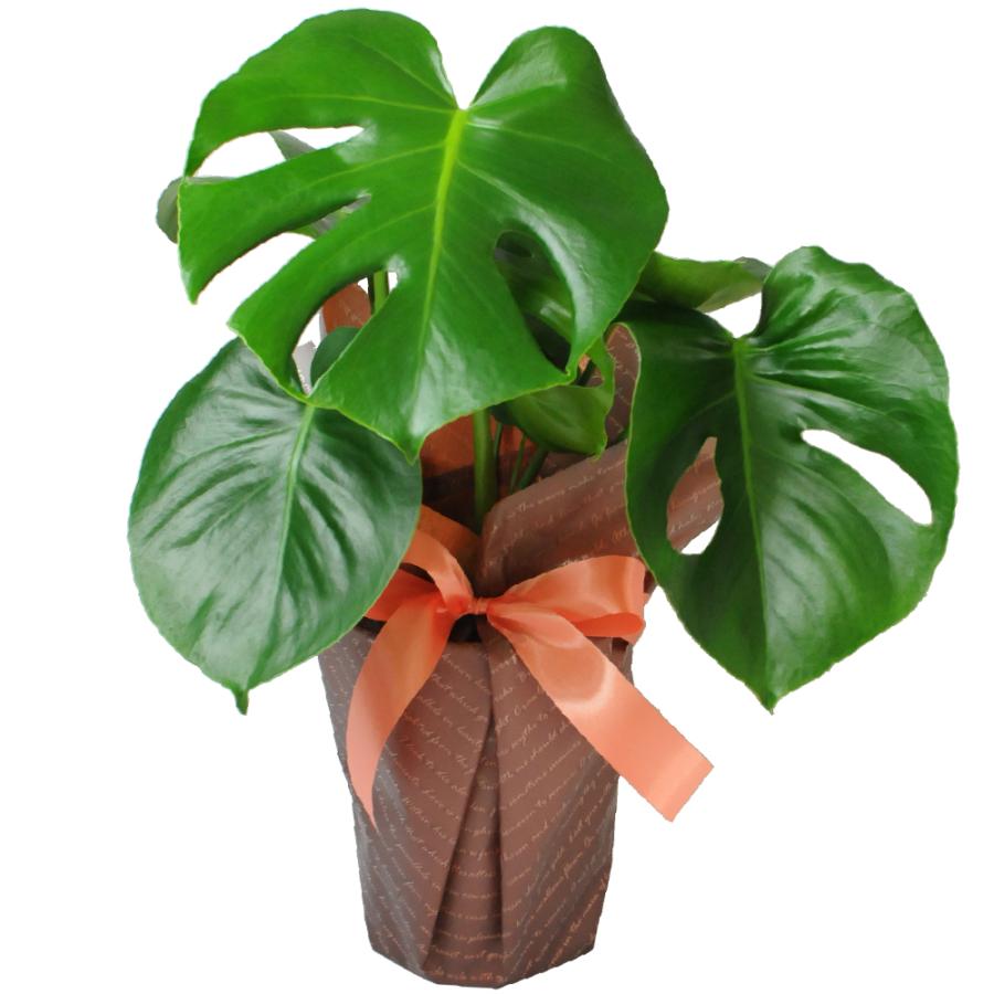 観葉植物 モンステラ 6号鉢 鉢 フラワーギフト おしゃれ インテリア 室内 Hc Monstera 花束ギフト花工房 誕生日翌日配達 通販 Yahoo ショッピング