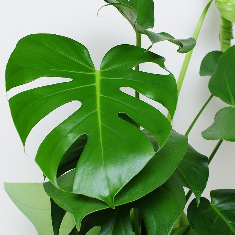 エーデルワイス花の贈り物 観葉植物 室内用 モンステラ 6号鉢 鉢