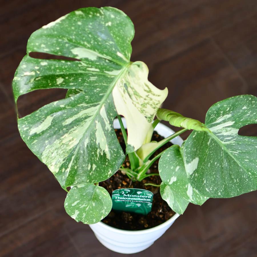 エーデルワイス花の贈り物 観葉植物 斑入りモンステラ 6号鉢 陶器鉢