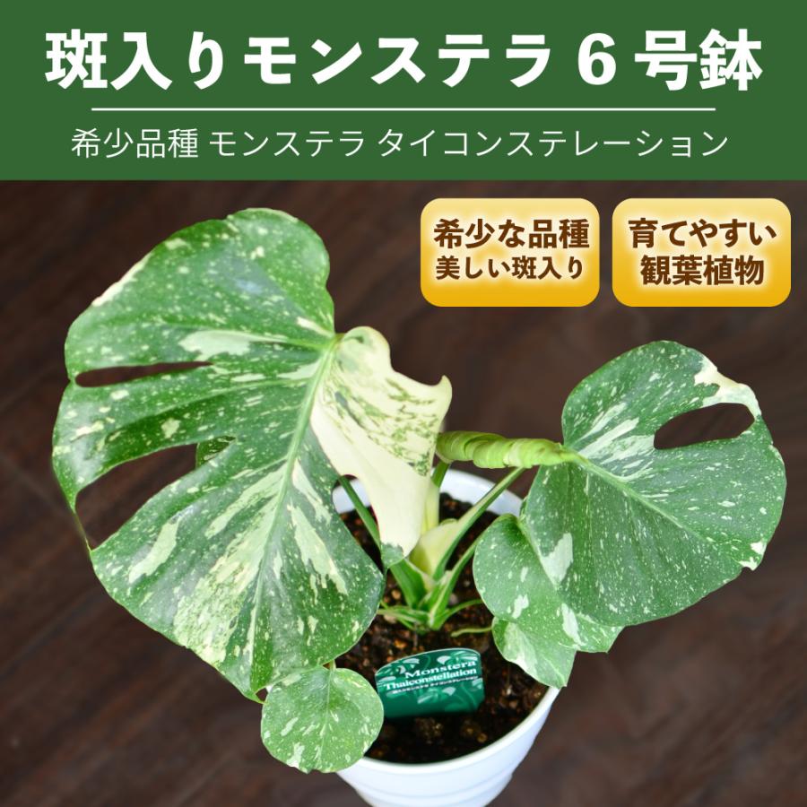 エーデルワイス花の贈り物 観葉植物 斑入りモンステラ 6号鉢 陶器鉢