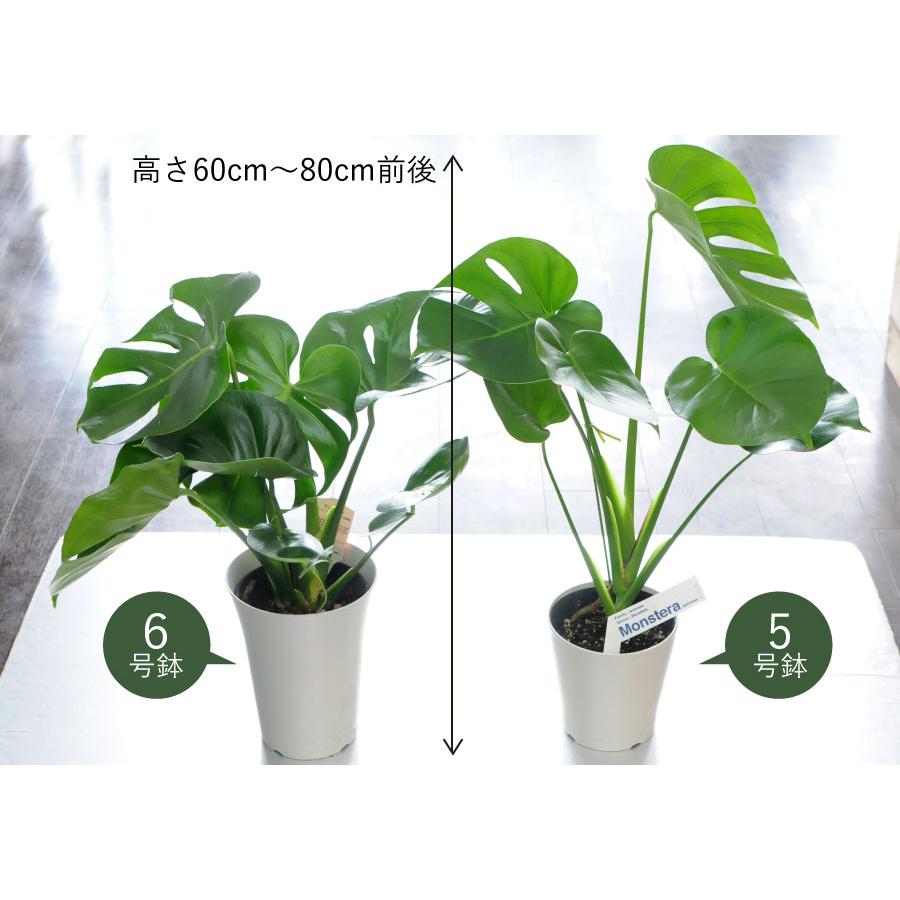 エーデルワイス花の贈り物 観葉植物 室内用 モンステラ 6号鉢 鉢
