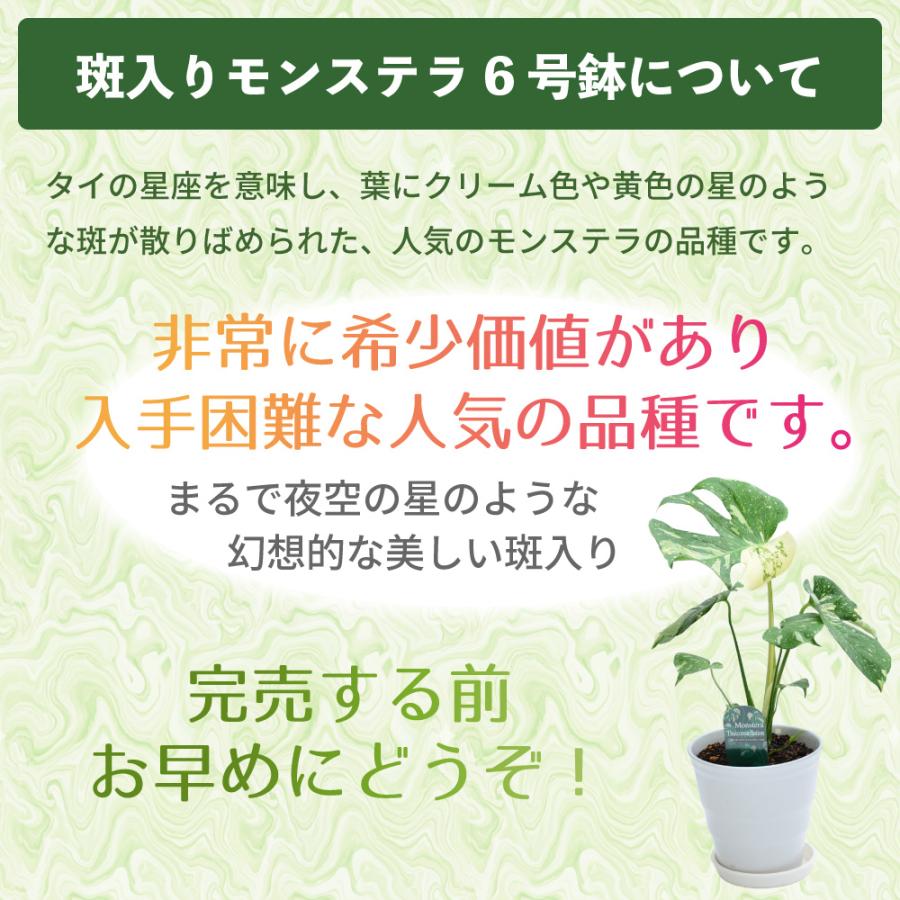 エーデルワイス花の贈り物 花 ギフト 観葉植物 斑入りモンステラ 6号鉢