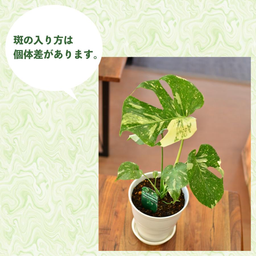 斑入りモンステラ 鉢付き発送 葉焼けあり 現品販売 直送 日時指定不可 斑入りモンステラ プラ鉢 観葉植物 おしゃれ 室内
