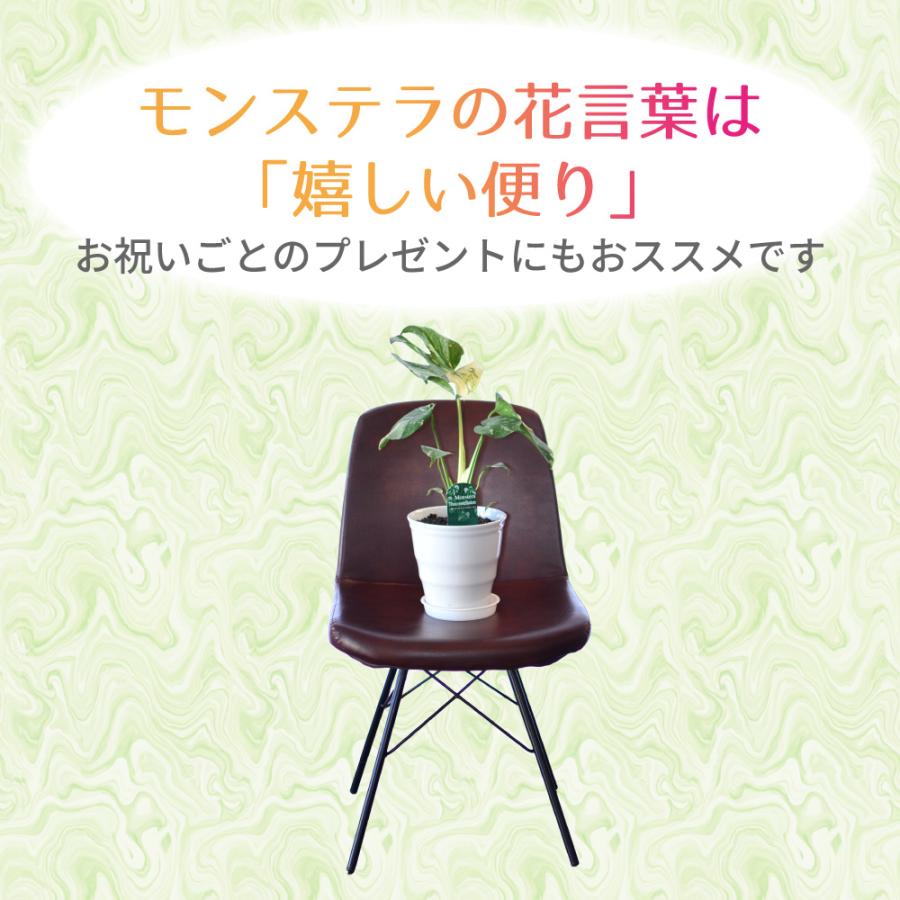 エーデルワイス花の贈り物 花 ギフト 観葉植物 斑入りモンステラ 6号鉢