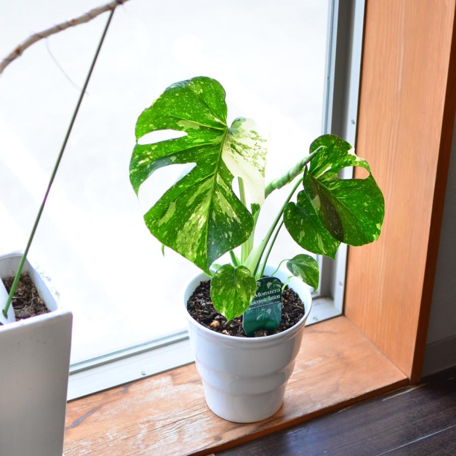 エーデルワイス花の贈り物 観葉植物 斑入りモンステラ 6号鉢 陶器鉢