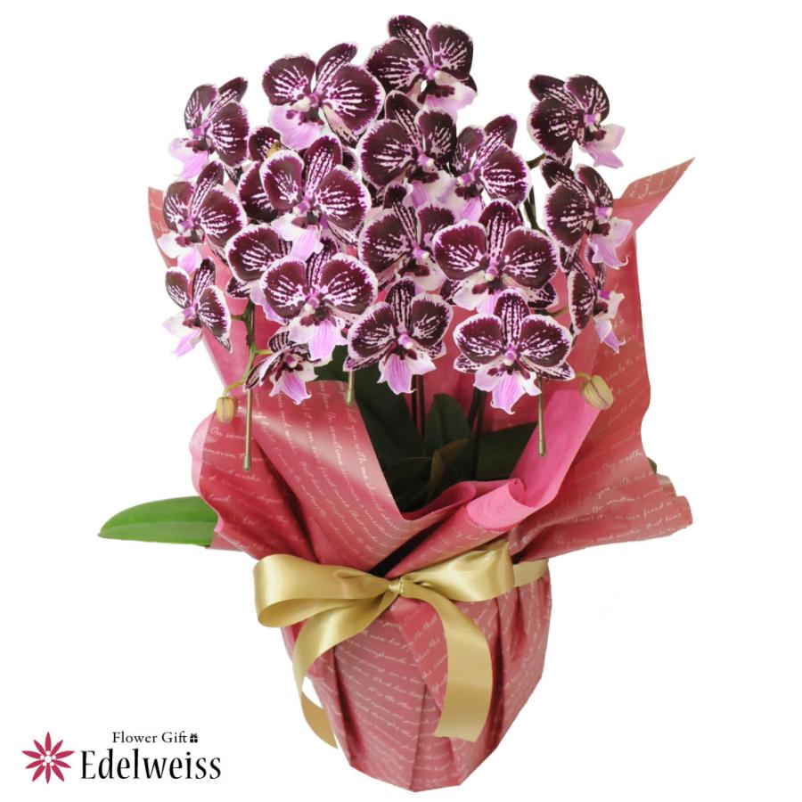 転勤花 退職花 昇進花 昇格花 栄転花 就任祝い花 花持ちが良い 送料無料 花 ギフト ミニ胡蝶蘭 開店祝い 開業祝い 移転祝い ミディ胡蝶蘭 ショコラティエ 3本立 Hc Phalaeno Ct 花束ギフト花工房 誕生日翌日配達 通販 Yahoo ショッピング