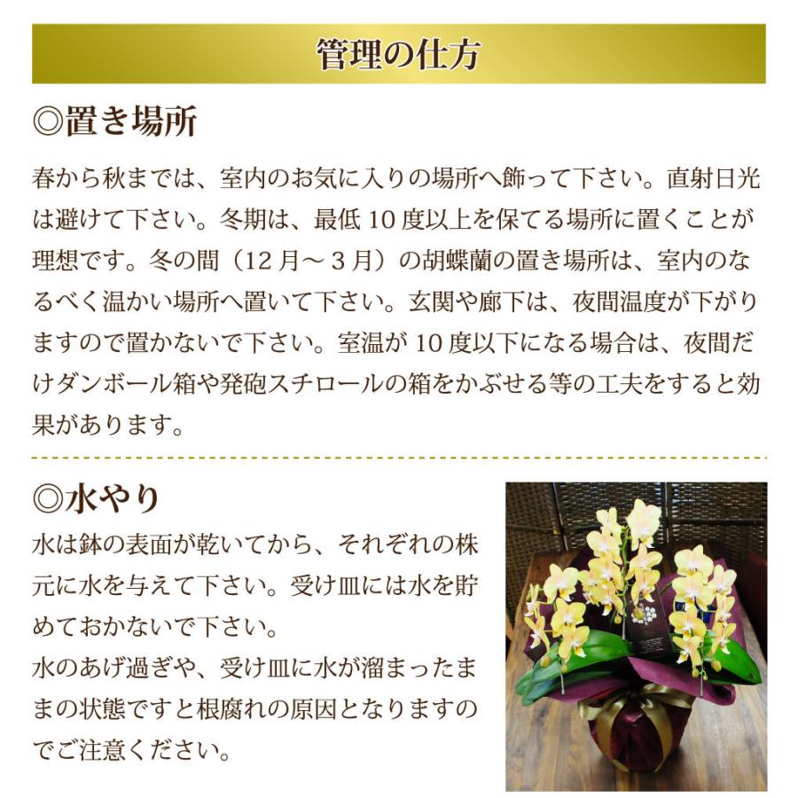 ミディ胡蝶蘭 ゴールデンマンボ 3本立 誕生日花 転勤花 退職花 昇進花 昇格花 栄転花 就任祝い花 花持ちが良い 送料無料 花 ギフト ミニ胡蝶蘭 松村洋蘭 Hc Phalaeno Gm 花束ギフト花工房 誕生日翌日配達 通販 Yahoo ショッピング
