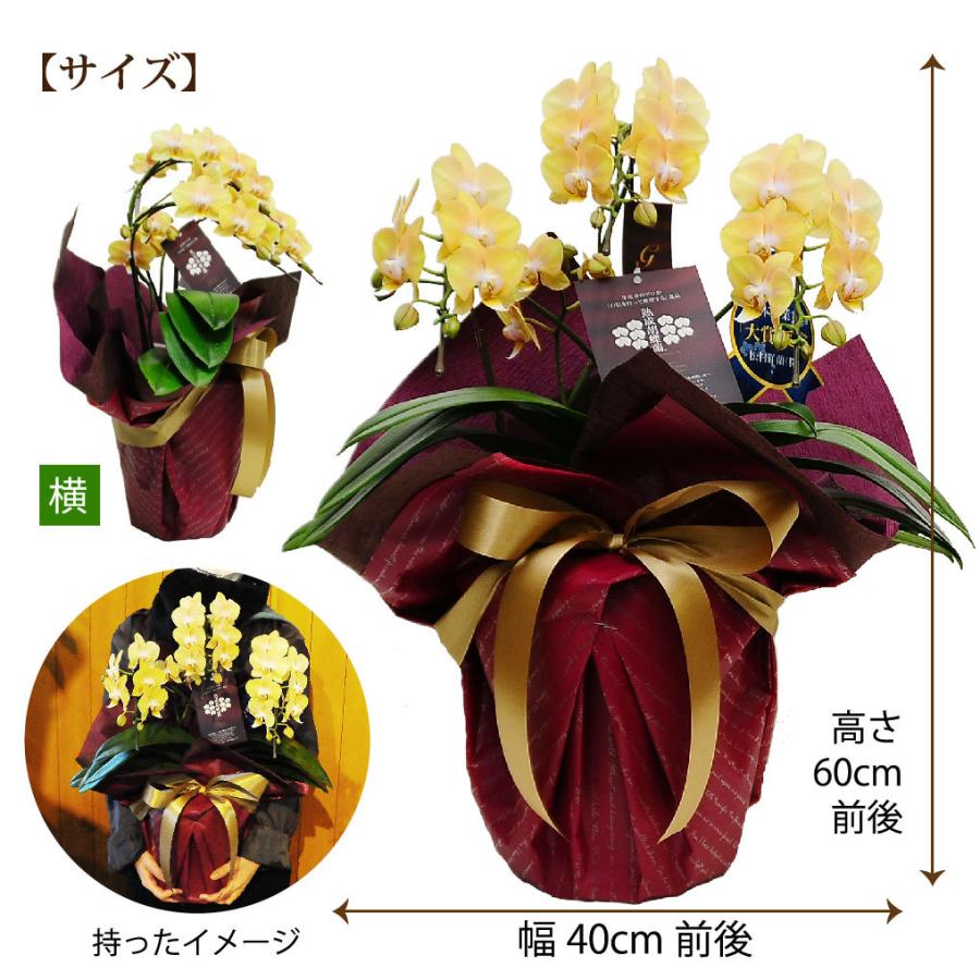 ミディ胡蝶蘭 ゴールデンマンボ 3本立 誕生日花 転勤花 退職花 昇進花 昇格花 栄転花 就任祝い花 花持ちが良い 送料無料 花 ギフト ミニ胡蝶蘭 松村洋蘭 Hc Phalaeno Gm 花束ギフト花工房 誕生日翌日配達 通販 Yahoo ショッピング