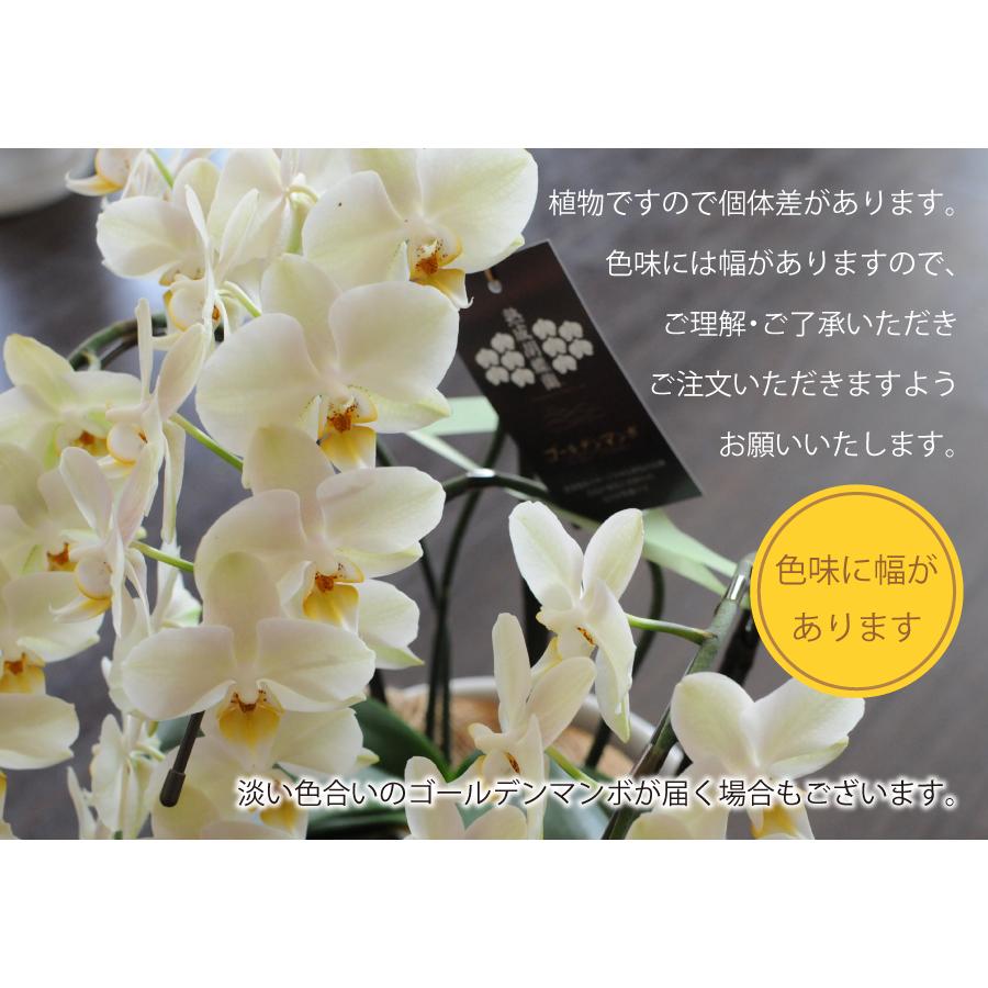 エーデルワイス花の贈り物 ミディ胡蝶蘭 黄色 ゴールデンマンボ 3本立