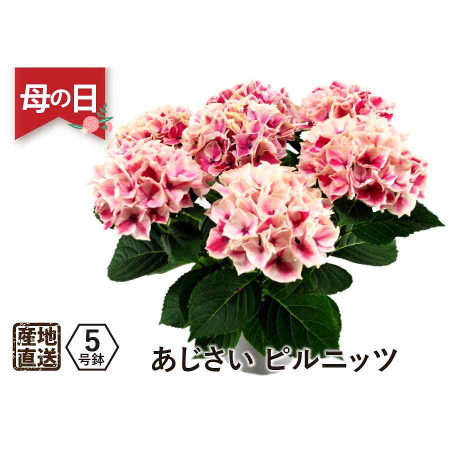 エーデルワイス花の贈り物 母の日 2026 花 ギフト あじさい 鉢植え 5号
