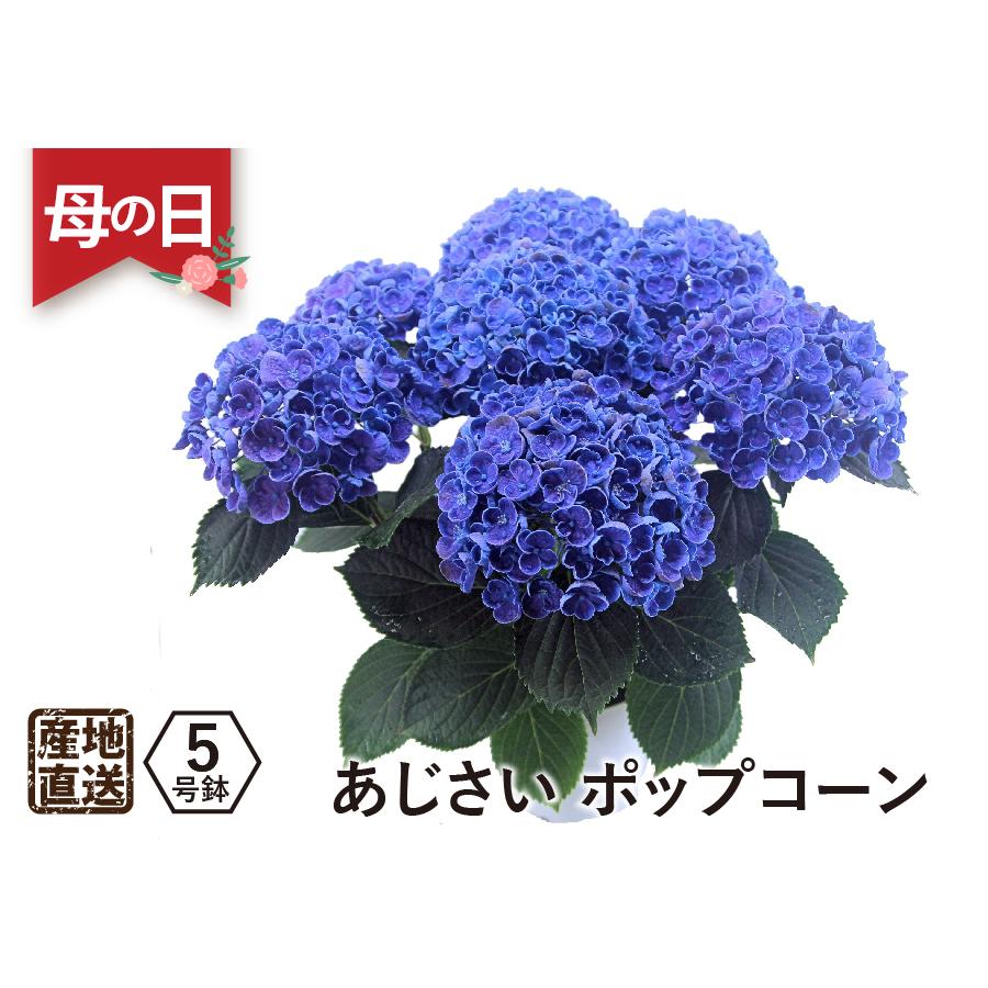 母の日ギフト プレゼント 紫陽花  2024 エーデルワイス アジサイの鉢植え ポップコーン5号鉢｜flower｜02