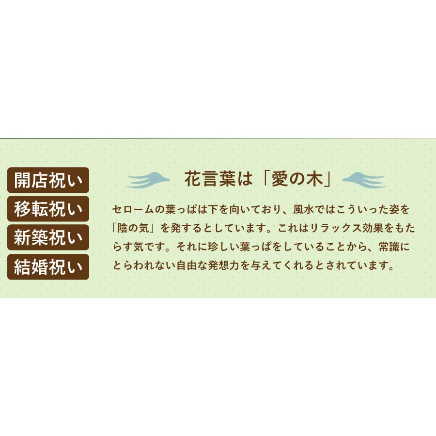 観葉植物 フィロデンドロン セローム 6号鉢 観葉植物 開店祝い 移転祝い 新築祝い おしゃれ インテリア 室内 Hc Selloum6 花束ギフト花工房 誕生日翌日配達 通販 Yahoo ショッピング