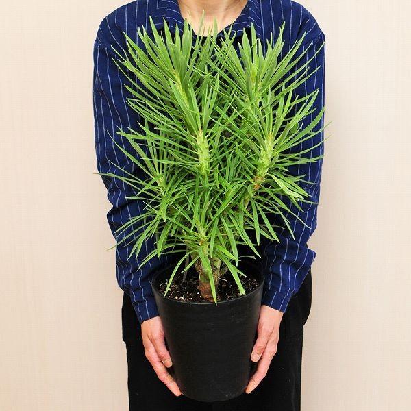 エーデルワイス花の贈り物 観葉植物 室内用 クレイニア 6号鉢 産地直送