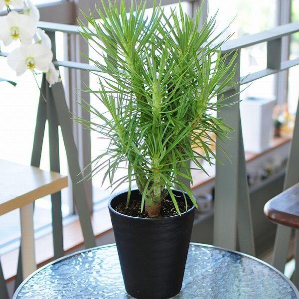 エーデルワイス花の贈り物 観葉植物 室内用 クレイニア 6号鉢 産地直送