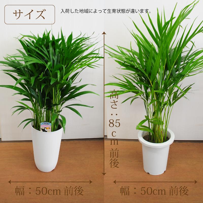 アレカヤシ 7号鉢 テーブルヤシ ケンチャヤシ 観葉植物 開店祝い 移転祝い 新築祝い おしゃれ インテリア 室内 Hc Tbyashi 花束ギフト花工房 誕生日翌日配達 通販 Yahoo ショッピング