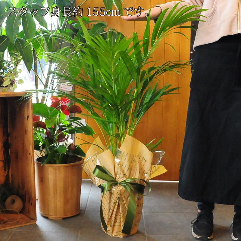 アレカヤシ 7号鉢 テーブルヤシ ケンチャヤシ 観葉植物 開店祝い 移転祝い 新築祝い おしゃれ インテリア 室内 Hc Tbyashi 花束ギフト花工房 誕生日翌日配達 通販 Yahoo ショッピング
