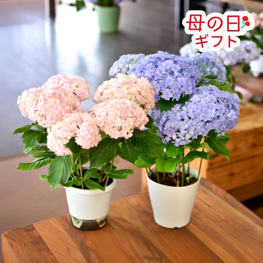 母の日 21 花 鉢花 母の日花 あじさい ギフト てまりてまり ピンク ブルー 5号鉢 送料無料 Hc Temari 花束ギフト花工房 誕生日翌日配達 通販 Yahoo ショッピング