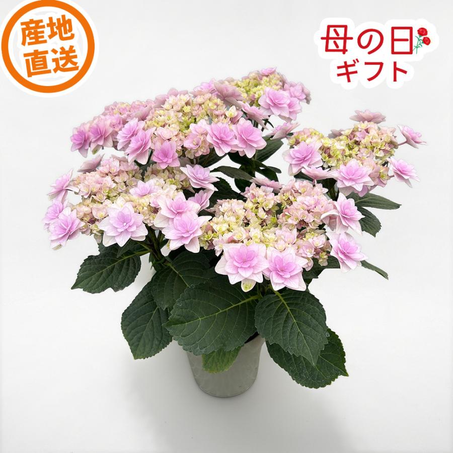エーデルワイス花の贈り物 母の日 2026 花 ギフト あじさい 鉢植え 5号