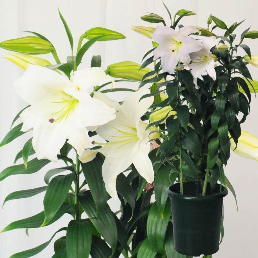 母の日 プレゼント 花 ギフト 母の日ギフト 母の日 花 ギフト 母の日 鉢植え 60代 母の日 70代 母の日 プレゼント 産地直送 カサブランカ 7号鉢 3本立 Kasaburanka2 花束ギフト花工房 誕生日翌日配達 通販 Yahoo ショッピング