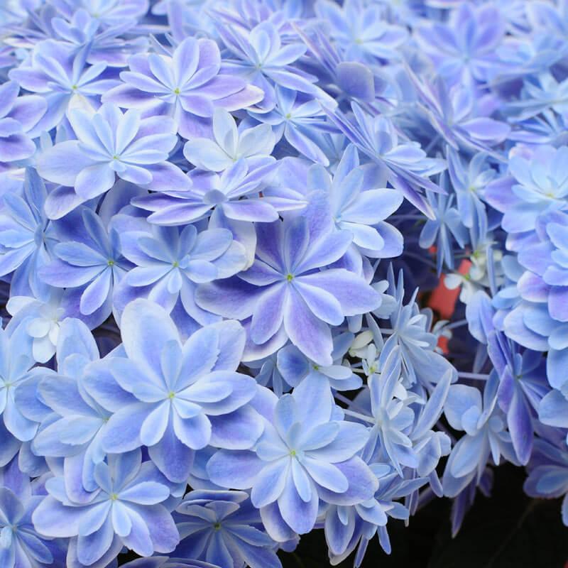 花鉢 ギフト アジサイ 鉢植え お祝い 花 鉢植え 紫陽花 万華鏡 紫陽花 鉢植え プレゼント 誕生日 花鉢 あじさい 鉢植え アジサイ 万華鏡 ブルー 5号鉢 Mangekyou 花束ギフト花工房 誕生日翌日配達 通販 Yahoo ショッピング