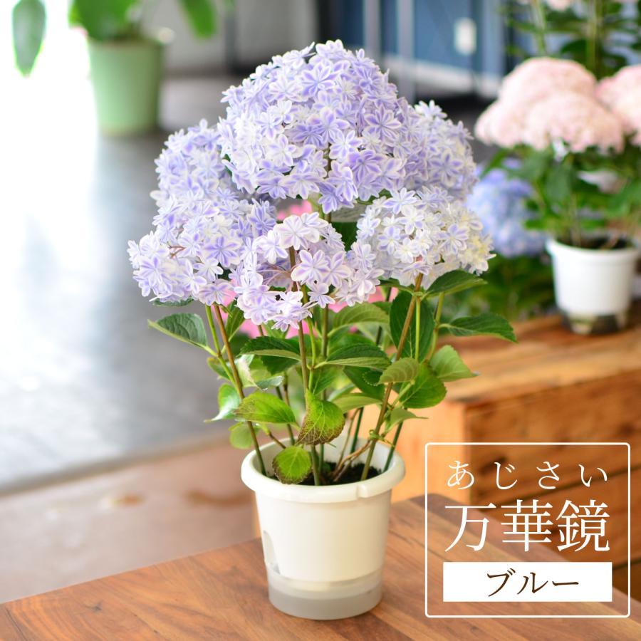 エーデルワイス花の贈り物 母の日 遅れてごめんね 2026 花 ギフト