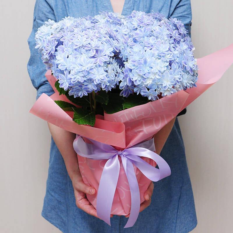 遅れてごめんね 母の日 花 ギフト 誕生日 プレゼント 紫陽花 アジサイ 万華鏡 ブルー 5号鉢｜flower｜05