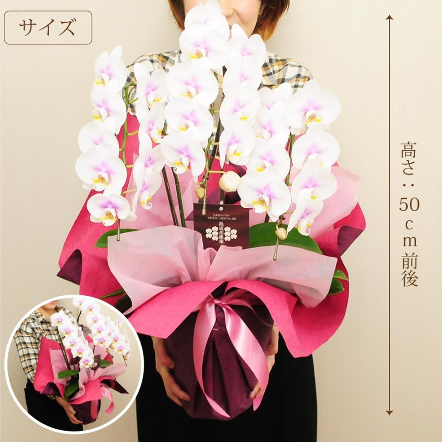 お祝い 花 開業 開店 法人祝い ミディー胡蝶蘭 3本立ち ピンク お祝いギフトに最適な胡蝶蘭 | エーデルワイス花の贈り物 | 02