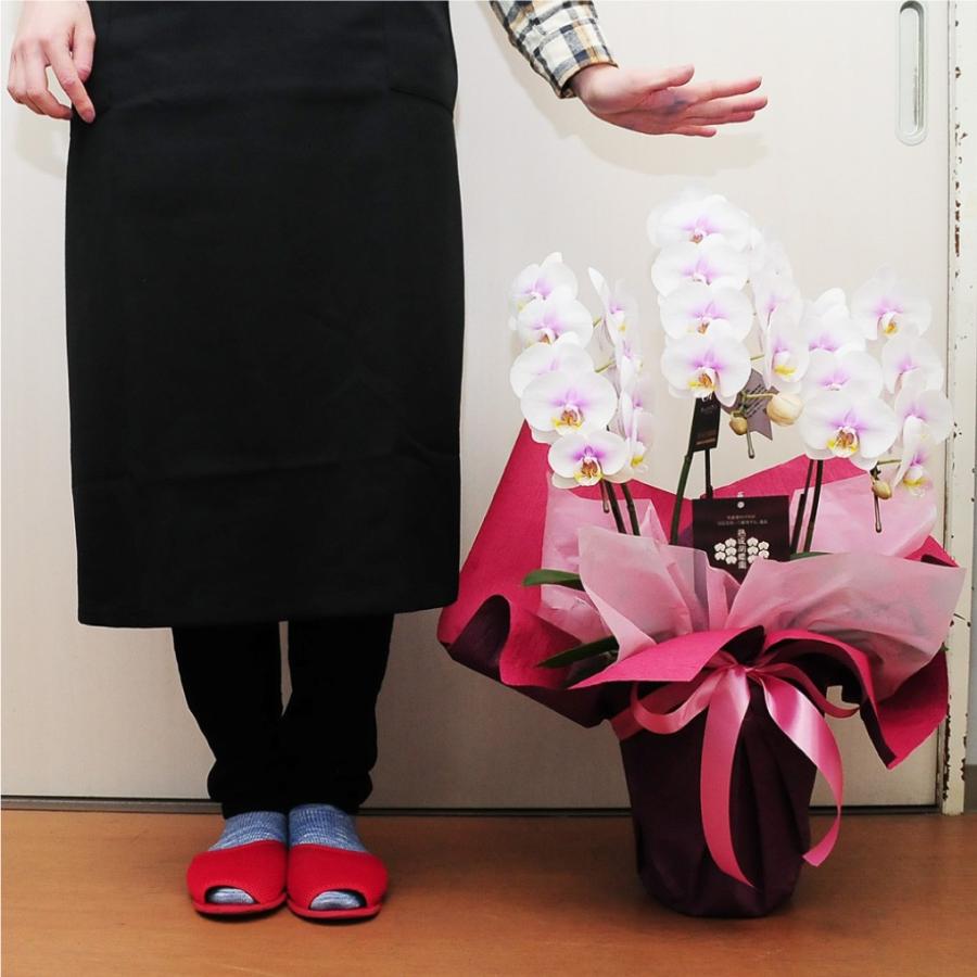 お祝い 花 開業 開店 法人祝い ミディー胡蝶蘭 3本立ち ピンク お祝いギフトに最適な胡蝶蘭 | エーデルワイス花の贈り物 | 03