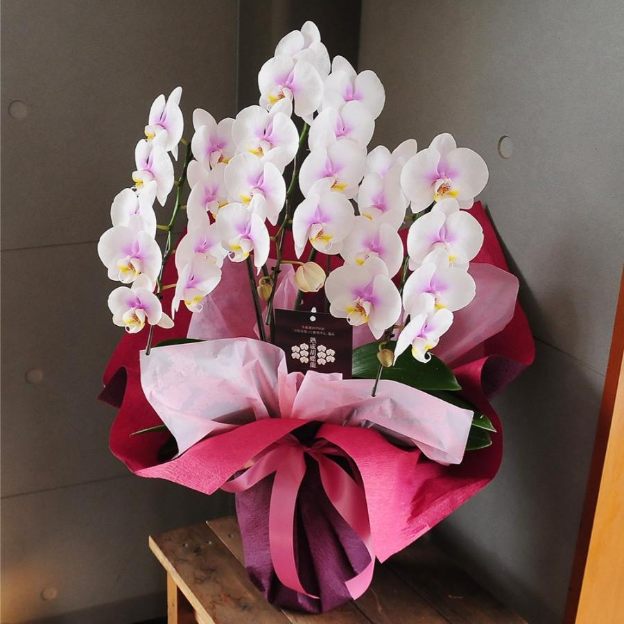 お祝い 花 開業 開店 法人祝い ミディー胡蝶蘭 3本立ち ピンク お祝いギフトに最適な胡蝶蘭 | エーデルワイス花の贈り物 | 04