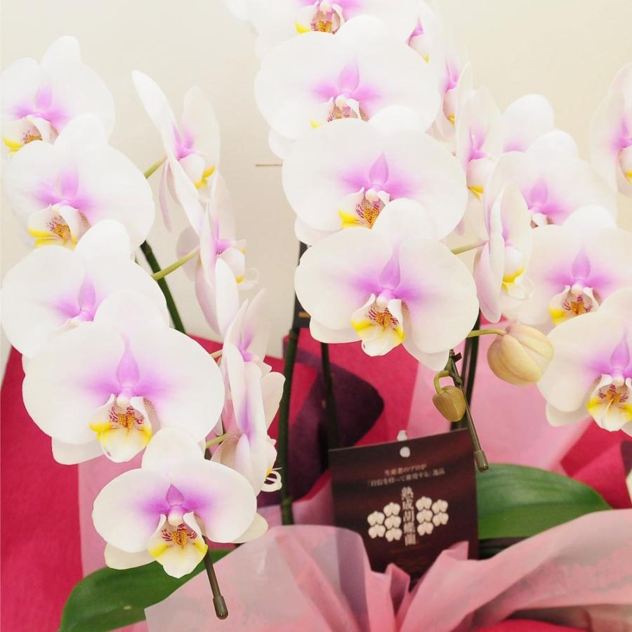お祝い 花 開業 開店 法人祝い ミディー胡蝶蘭 3本立ち ピンク お祝いギフトに最適な胡蝶蘭 | エーデルワイス花の贈り物 | 05