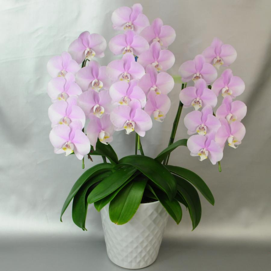 お祝い 花 開業 開店 法人祝い ミディー胡蝶蘭 3本立ち ピンク お祝いギフトに最適な胡蝶蘭 | エーデルワイス花の贈り物 | 06