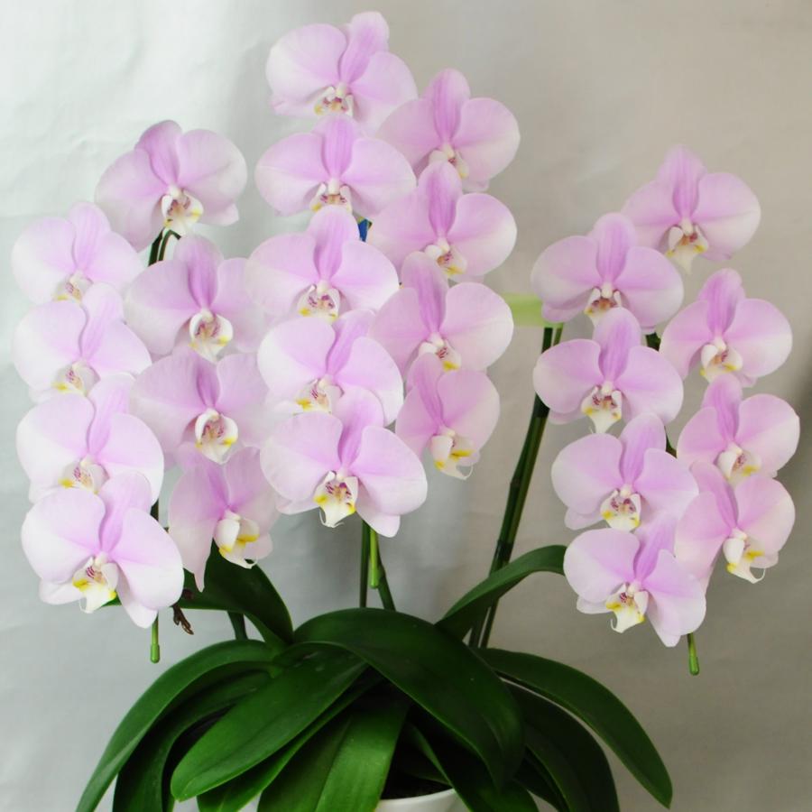 お祝い 花 開業 開店 法人祝い ミディー胡蝶蘭 3本立ち ピンク お祝いギフトに最適な胡蝶蘭 | エーデルワイス花の贈り物 | 07