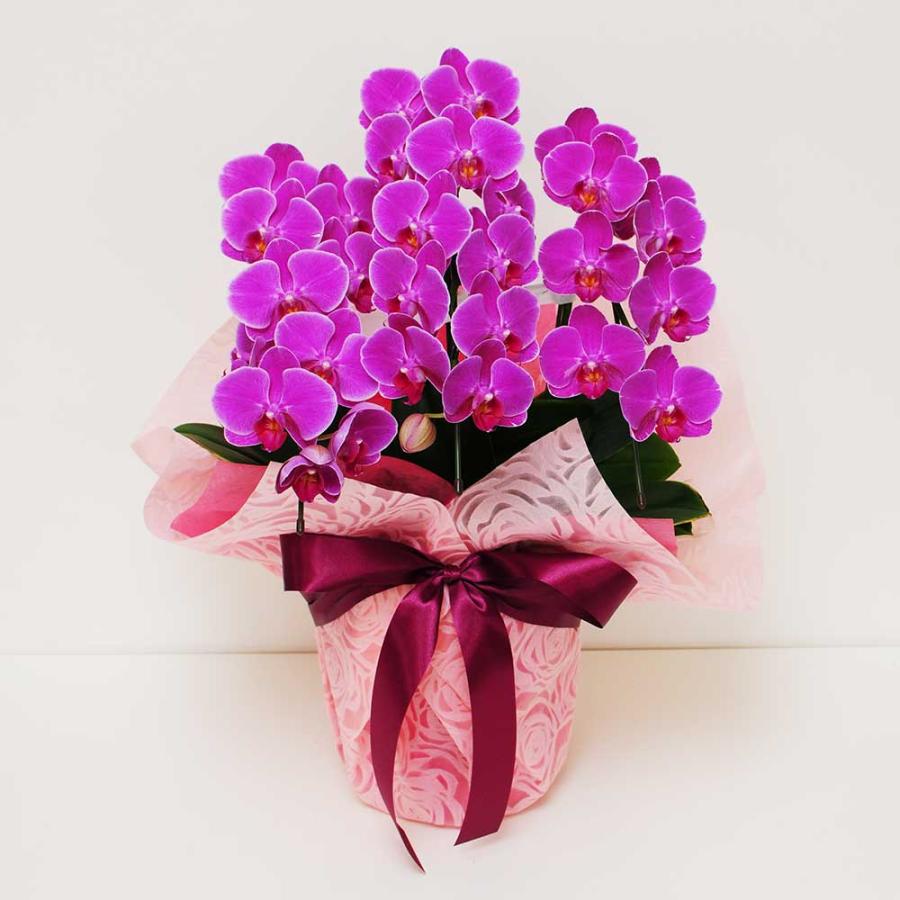 お祝い 花 開業 開店 法人祝い ミディー胡蝶蘭 3本立ち ピンク お祝いギフトに最適な胡蝶蘭 | エーデルワイス花の贈り物 | 08