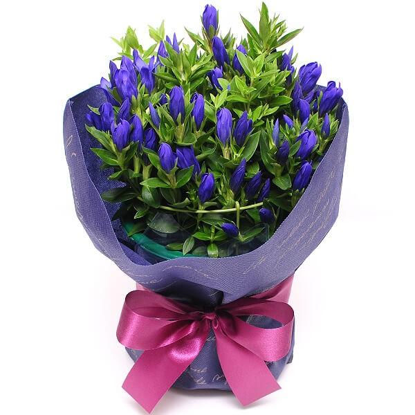 敬老の日 花 ギフト プレゼント 鉢花 花 りんどう 竜胆 リンドウ 5号鉢 ブルー ピンク 花ギフト 敬老の日 花 定番 Rindou 花束ギフト花工房 誕生日翌日配達 通販 Yahoo ショッピング