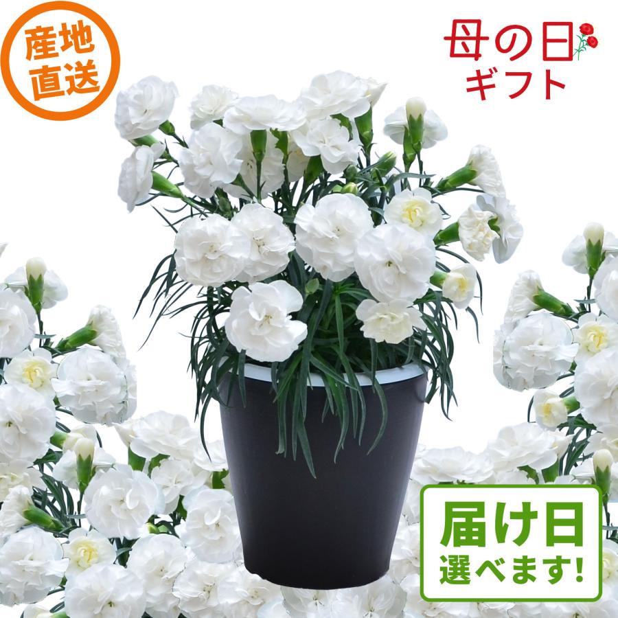 母の日 まだ間に合う 2026 日付指定可能 花 ギフト カーネーション 鉢植え 5号 白 スノーソルベ 産地直送 2026母の日 プレゼント 60代 70代 80代 義母（Yahoo!・花工房エーデルワイス）